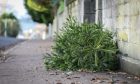 Christmas trees lying on the street ready for recycling