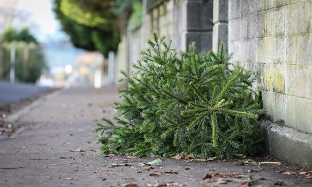 Christmas trees lying on the street ready for recycling