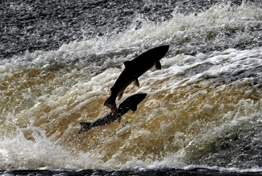 Salmon travel from inland rivers out to sea to grow.