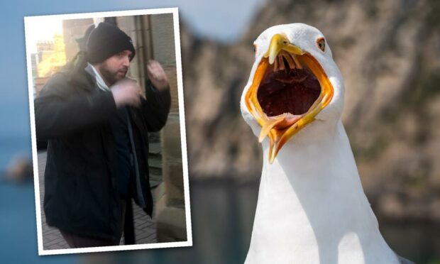 Bryan MacLennan has again admitted shooting a seagull with a slingshot.