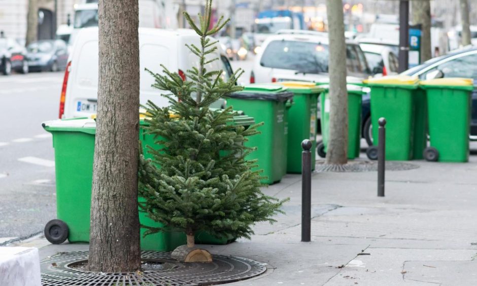 Christmas tree on street