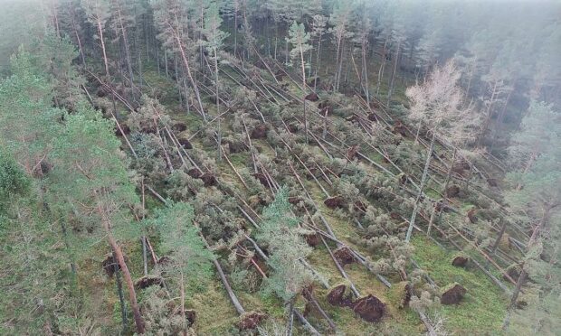 Storm damage at Bennachie. Picture by Garry Nicol of Air Ocean Media.