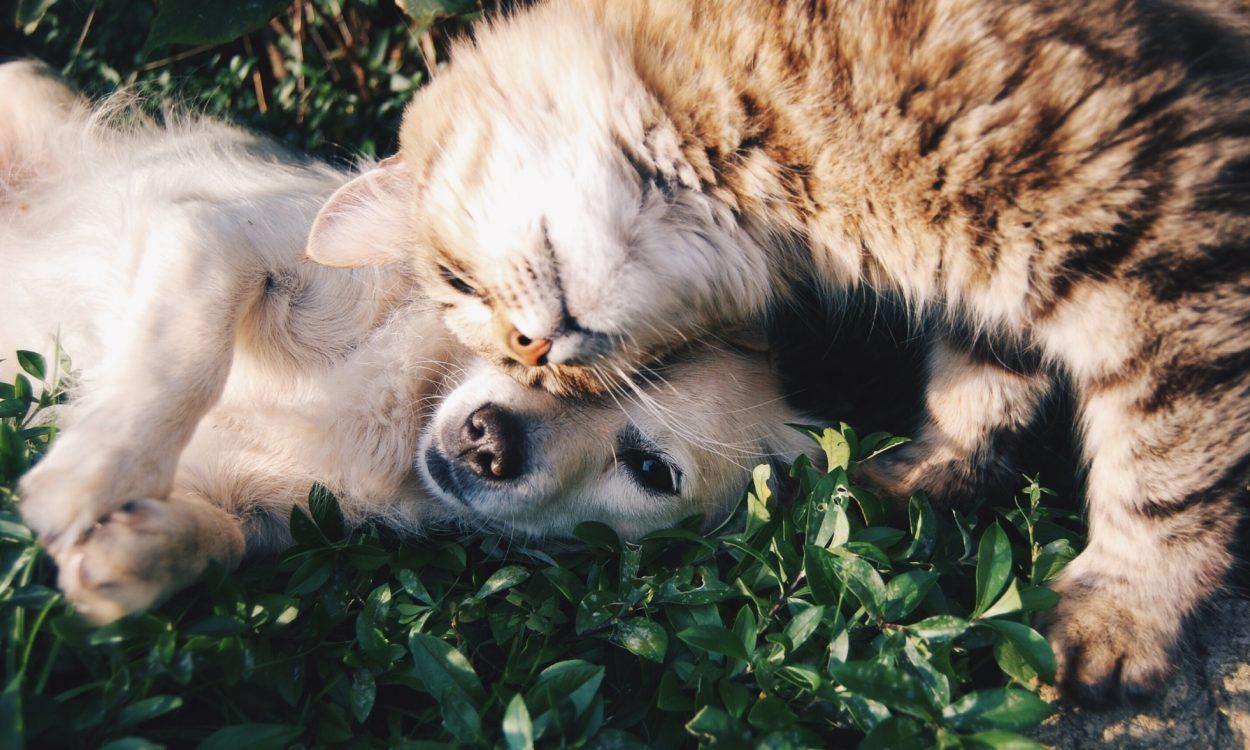 Dog and cat playing