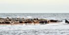 The seals haul out on Newburgh Beach. Picture by Colin Rennie