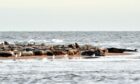 The seals haul out on Newburgh Beach. Picture by Colin Rennie