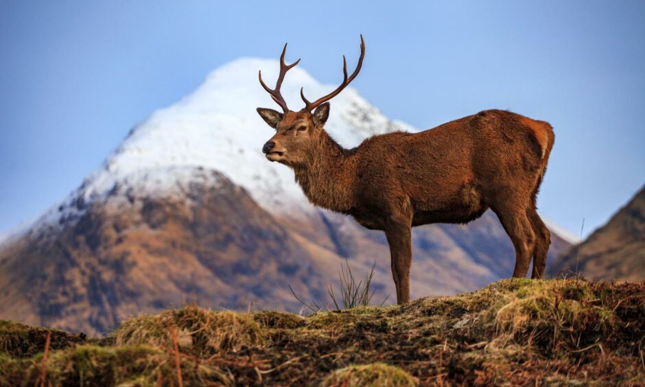 A red deer stag stands in the Scottish Highlands - much like the one Prince Harry would have shot dead.