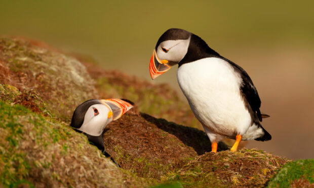 Puffins at Noss