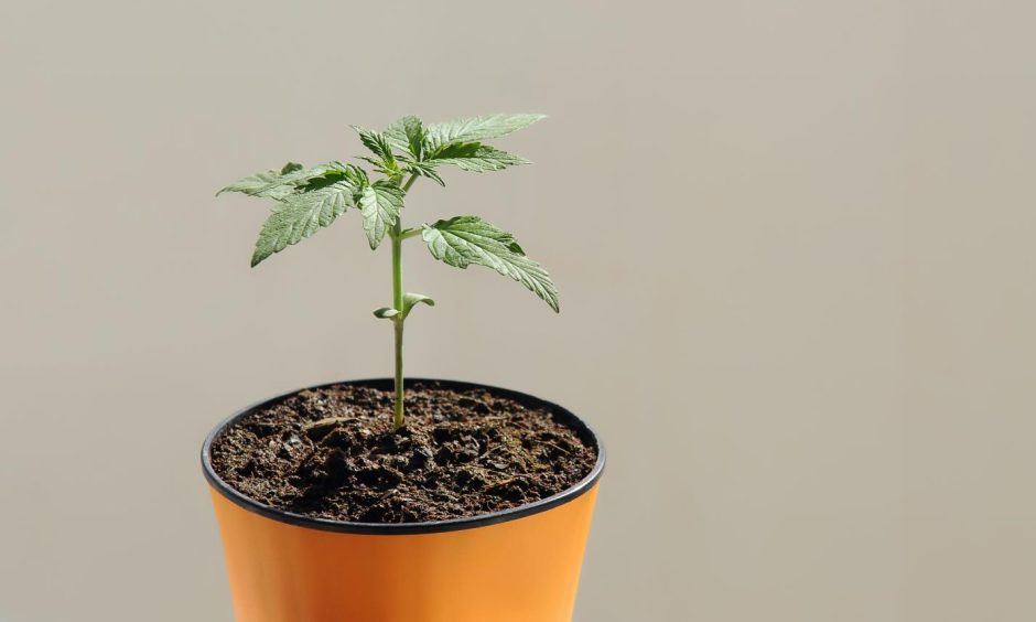 Potted cannabis plant.