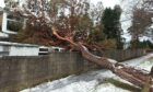 A fallen tree in Aberdeen, after storms Arwen and Barra (Photo: Xinhua/Shutterstock)