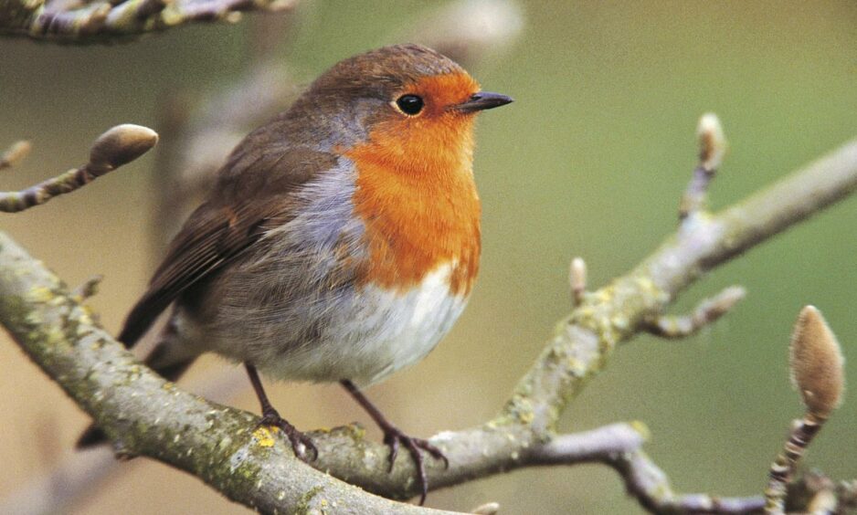 Robins are often seen on birdwatches