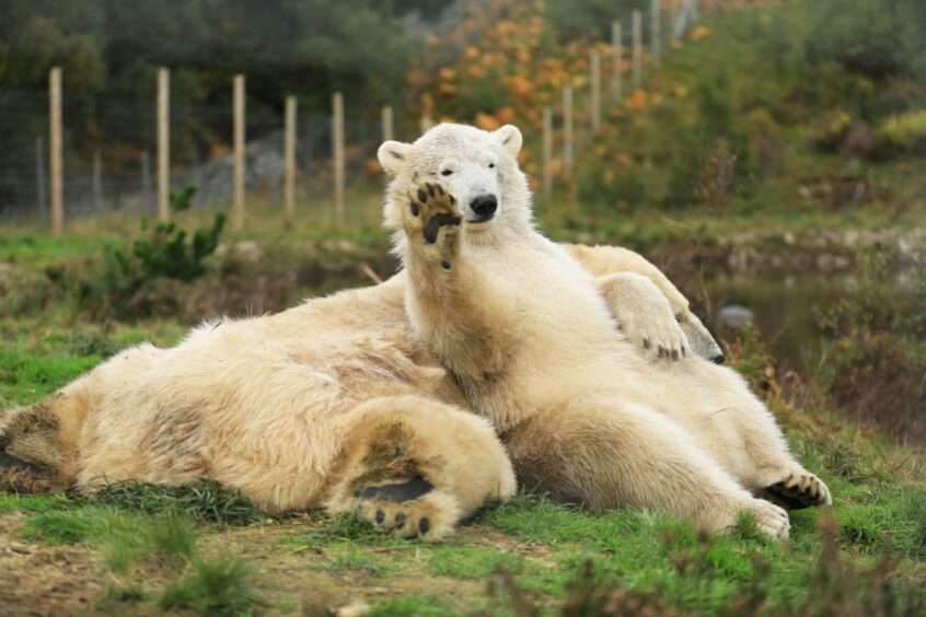 Hamish became the first polar bear cub to be born in the UK for 25 years.