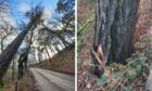 The tree that is currently at risk of falling onto the road. Pictures by Moray Council.