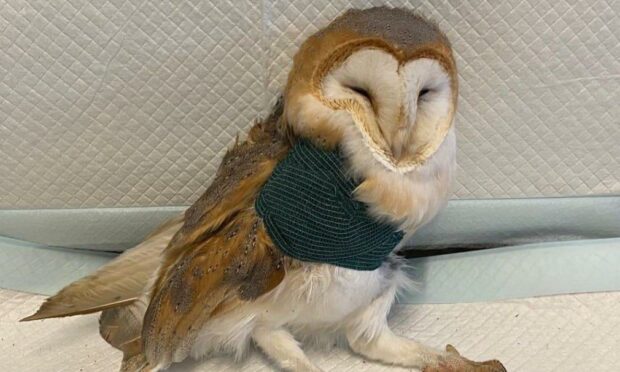 The barn owl that escaped the rescue centre during the break-in. Picture from Blue Highlands Bird Rescue