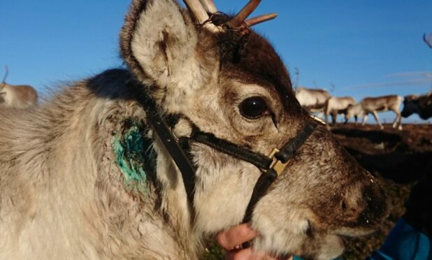 The calf, named Fez, who was part of the reserve's free-ranging herd, went missing on January 4 and despite extensive searches of the Cairngorms, they were unable to locate her. PIC: The Cairngorm Reindeer Herd/Facebook