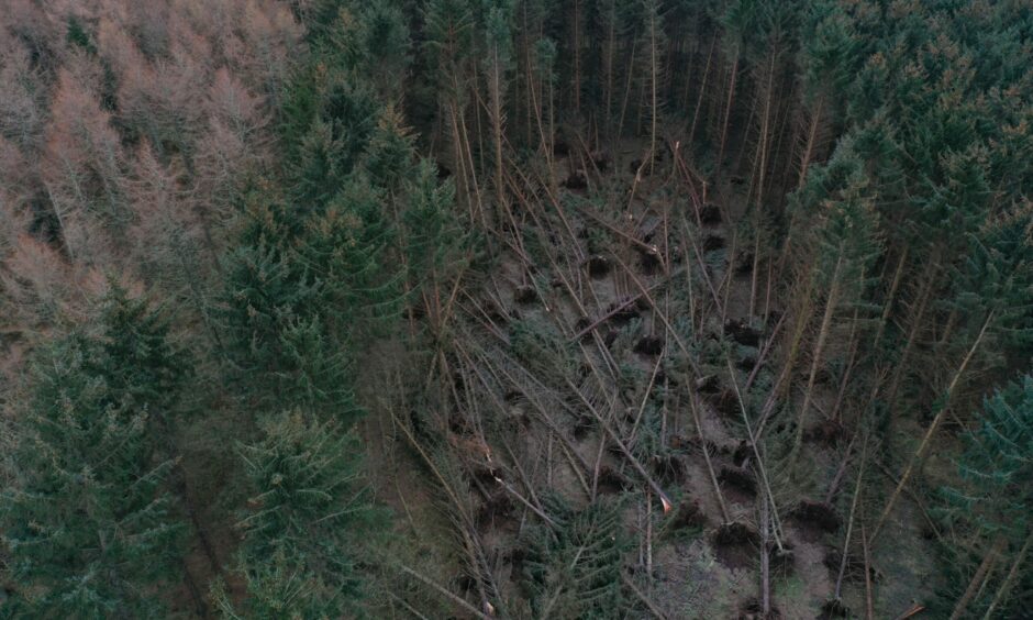 Tens of thousands of trees were damaged across Aberdeenshire by Storm Arwen, like these photographed at Crathes. Picture by National Trust for Scotland.