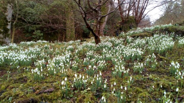 Dunvegan Castle on the Isle of Skye will be open to the public for two weekends in February for the Scottish Snowdrop Festival.