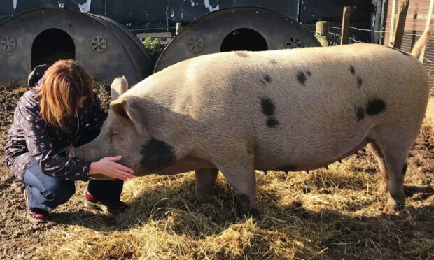 An Aberdeenshire solicitor has made it her mission to help animals and wildlife.