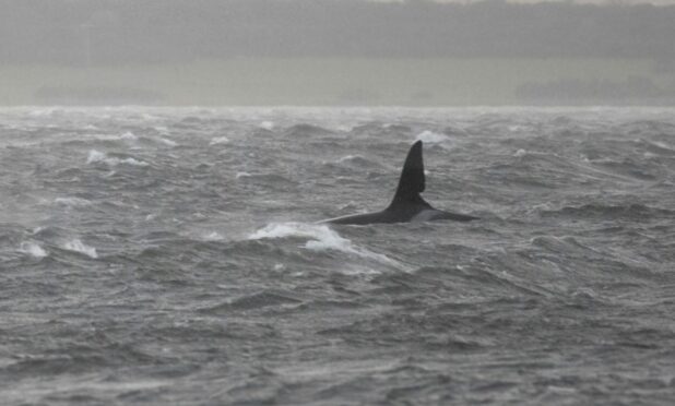 Orca whale John Coe, photographed in 2019. Photo: Charlie Phillips/WDC