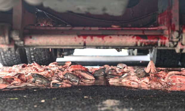 A lorry spilt its cargo of fish over the A96 near Lhanbryde. Picture by Jason Hedges.