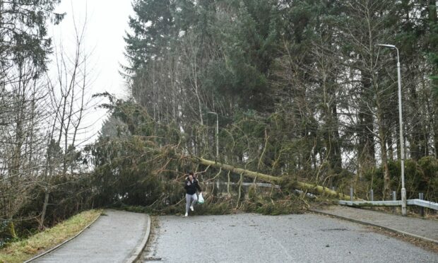 Daniele Yates is pictured navigating her way back from the shops after a tree fell at Huntly Castle.