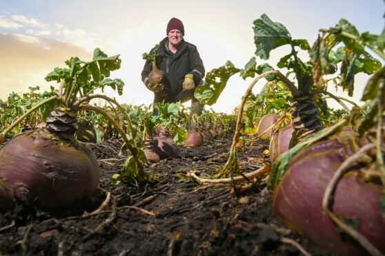 Jim Riddell with some of his crop of Lomond turnips.