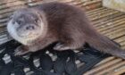 Luna, an otter which was taken into the care of Hillswick Wildlife Sanctuary.