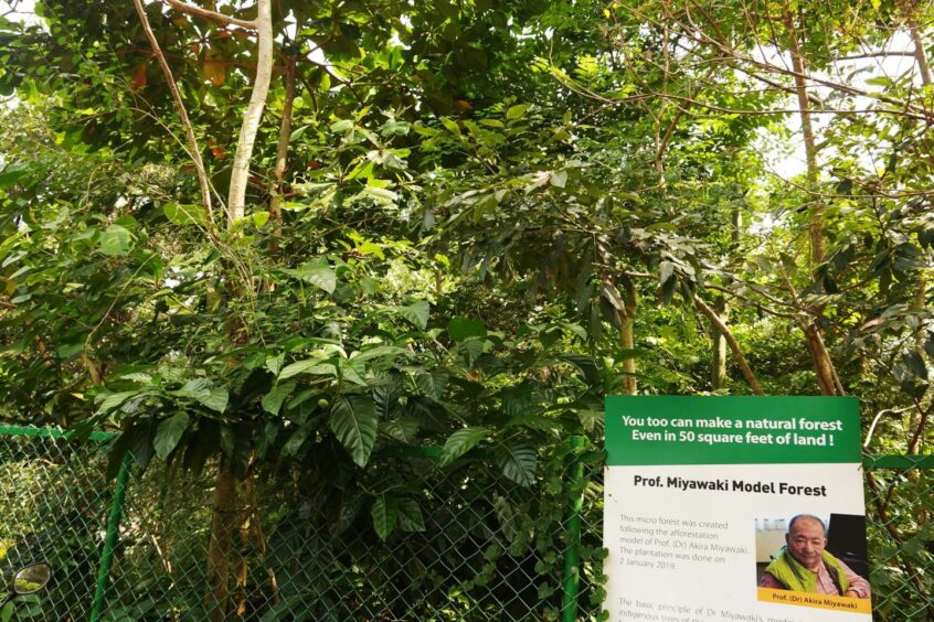 A Miyawaki Forest in Kerala