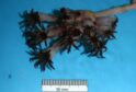 Pseudumbellula scotiae - soft Scottish coral.