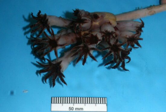 Pseudumbellula scotiae - soft Scottish coral.