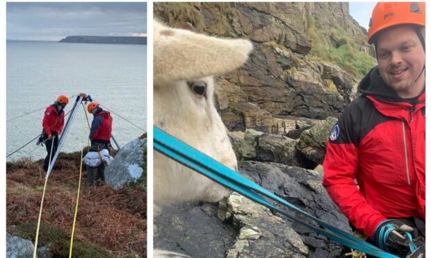 A montage showing abseilers at the top of the cliff and one team member strapping the sheep into a harness.