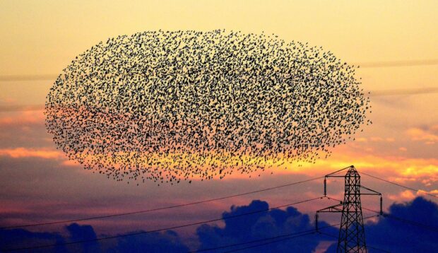 A starling murmuration photographed at sunset. Photo credit: Owen Humphreys/PA Wire