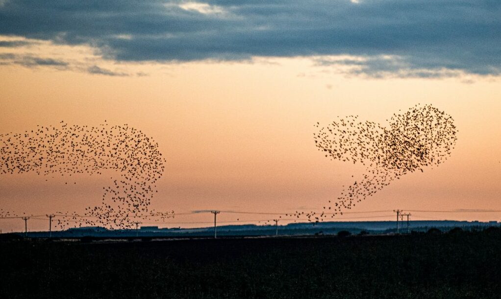 Starlings above Ellon in Aberdeenshire. 