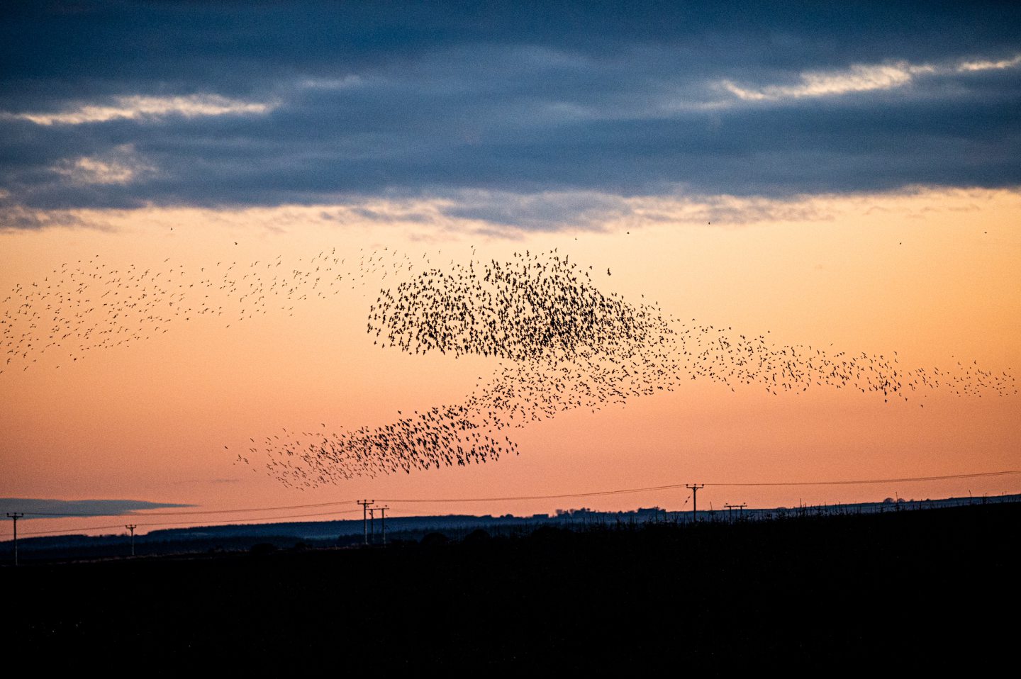 Starlings above Ellon in Aberdeenshire. 