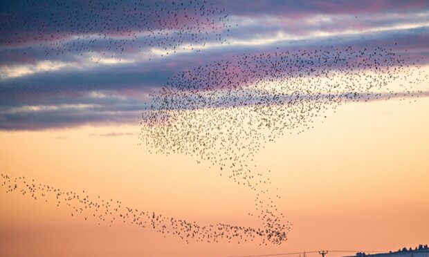 Starlings above Ellon in Aberdeenshire.