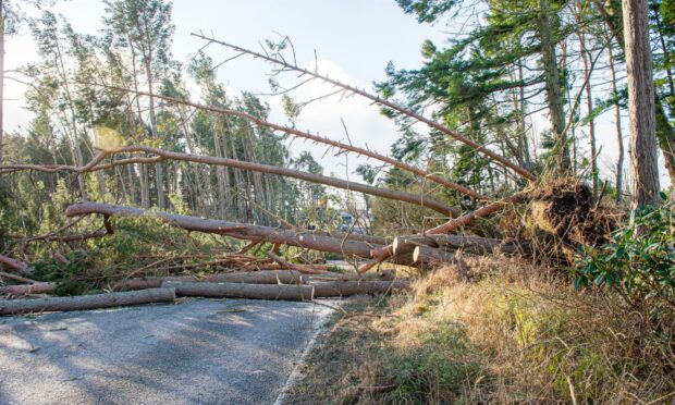 Fallen trees on the A93. Photo: Wullie Marr/DCT Media.