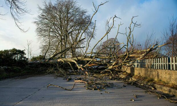 Gale force winds uprooted trees and tore down power lines, leaving thousands of properties without power. Photo by Wullie Marr/DCT Media.