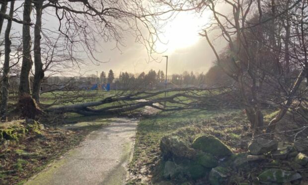 A tree blown down by Storm Arwen in November last year. Picture by Craig Walker