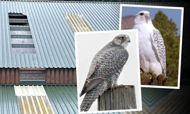 Two grey falcons and two while falcons escaped after the roof of their enclosure was damaged during Storm Malik. Supplied by Huntly Falconry Centre