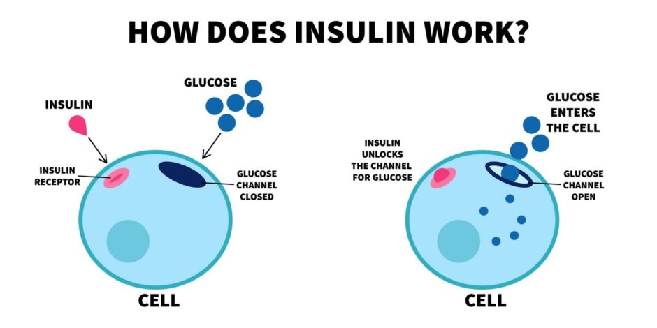 A diagram showing how insulin works by unlocking glucose channels to allow glucose to enter the cell