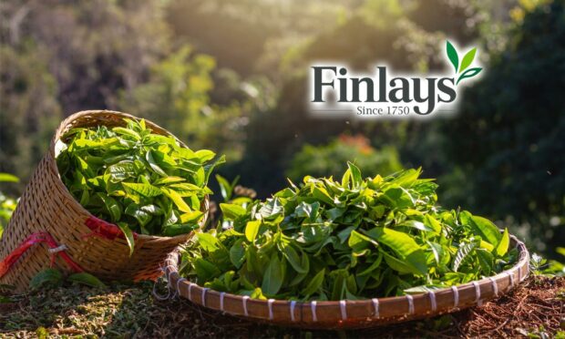 James Finlay (Kenya) Ltd's tea operation supports 7,000 people who live and work on the firm’s farms.