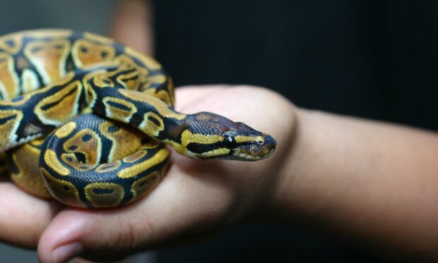 Scottish SPCA said a snake seen in Inverness was likely to be a domestic pet. Stock picture by Shutterstock.