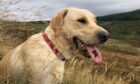 We were won over by wondering just what wistful 14-month-old Millie from Brora is thinking as she takes a breather during her hillwalk with Katie and Kyle Smith...
