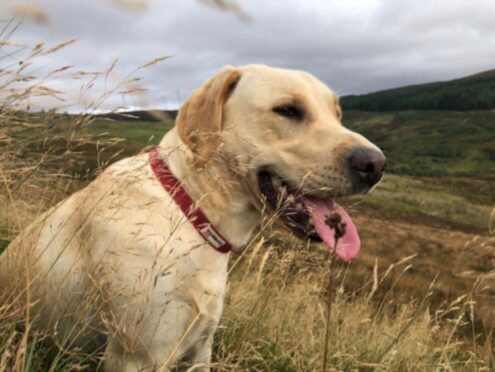 We were won over by wondering just what wistful 14-month-old Millie from Brora is thinking as she takes a breather during her hillwalk with Katie and Kyle Smith...
