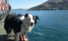 Nak, the Glenelg-Skye Ferry dog has died.