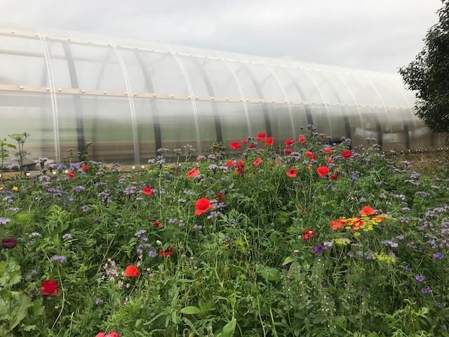 outdoor classrooms at Brora and Helmsdale primary school with wildflower gardens in front.