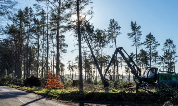 Uncleared areas of forest are a danger to people walking through Countesswells woods and are causing delays in work being carried out. Supplied by Aberdeenshire Council.