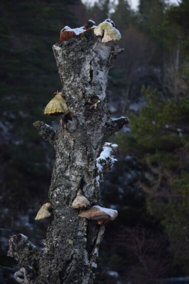Lichen and mushrooms on deadwood