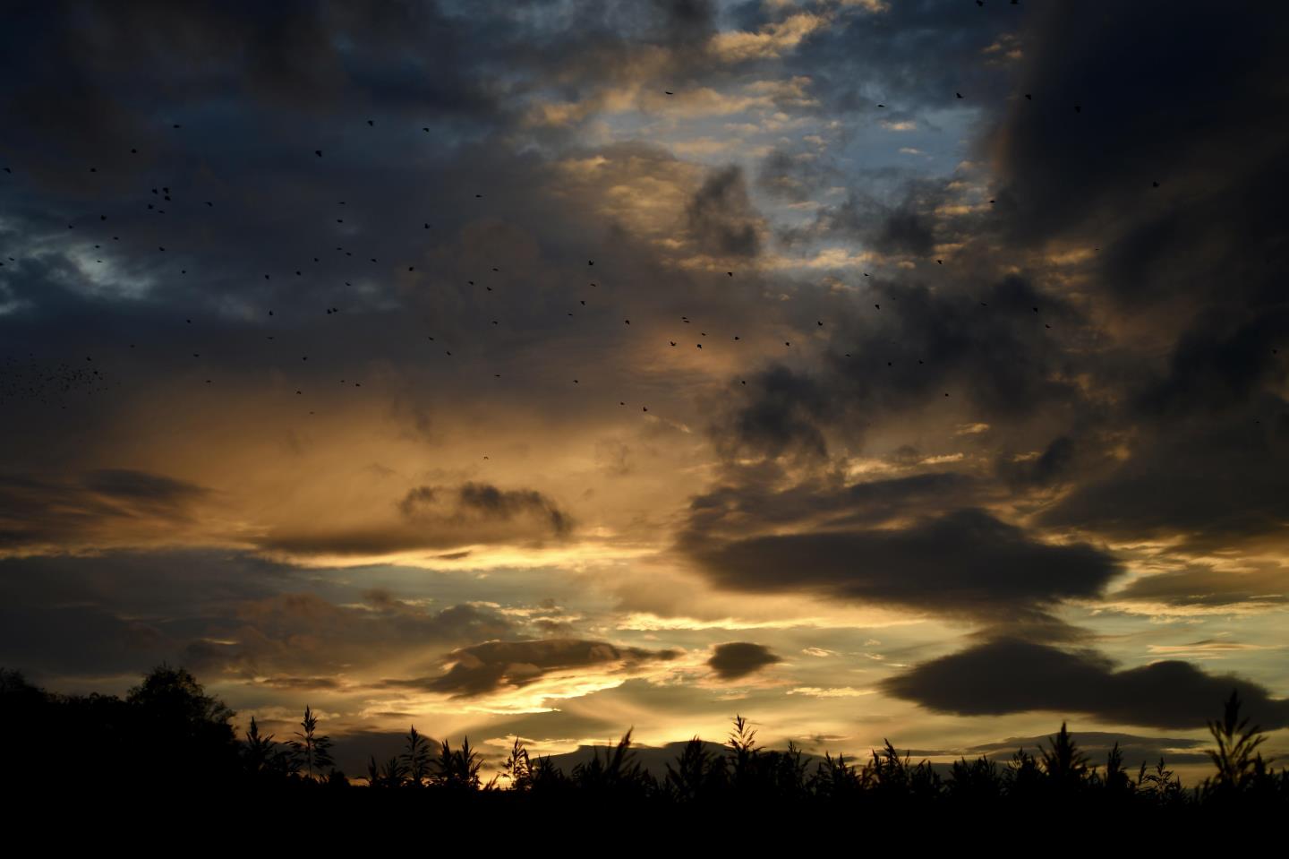 Sunset over the Reed beds at Spynie Loch, as the crows head to their evening roost.