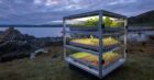Cubes of Perpetual Light, part-artwork, part-miniature vertical farms that will be displayed in locations across the Highlands. Photo by Alan McAteer
