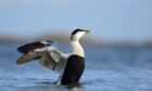 The designation of two Special Protection Areas for Scottish seabirds in Orkney has been a "long process". Supplied by RSPB Scotland/ Ben Andrew